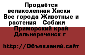 Продаётся великолепная Хаски - Все города Животные и растения » Собаки   . Приморский край,Дальнереченск г.